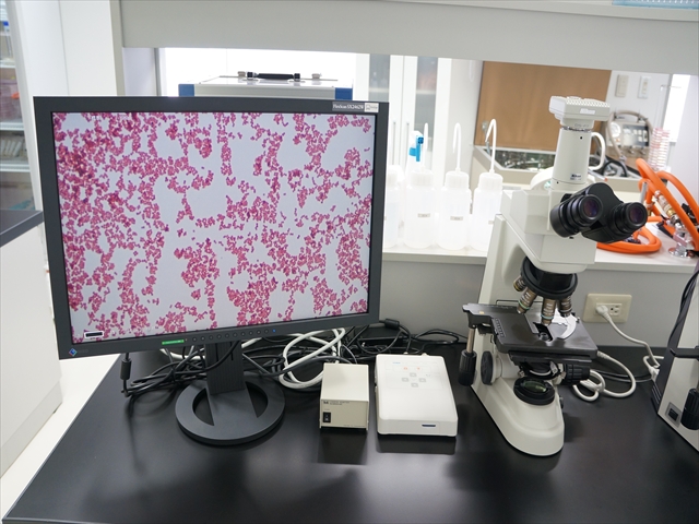 美肌菌顕微鏡映像